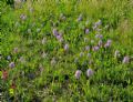Orchis italica